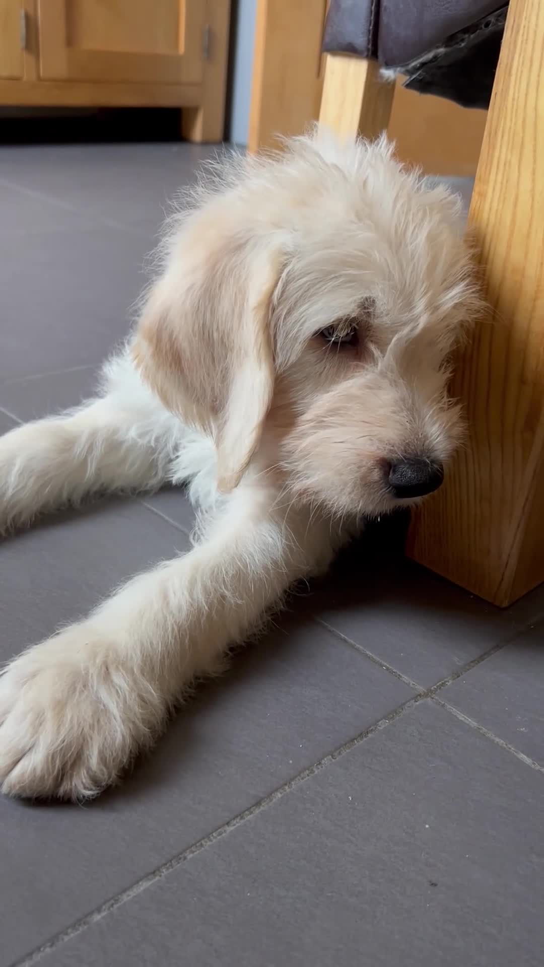Labradoodle dogs for sale: Gorgeous labradoodle puppy  - Video 2