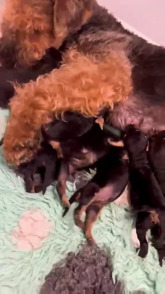 Airedale Terrier dogs for sale: 💕 QUALITY FRIENDLY KC AIREDALE TERRIERS 💕 - Video 1