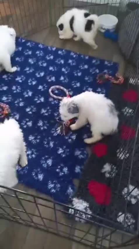 Mixed Breed dogs for sale: Samoyed X Welsh Border Collie Puppies - Video 1