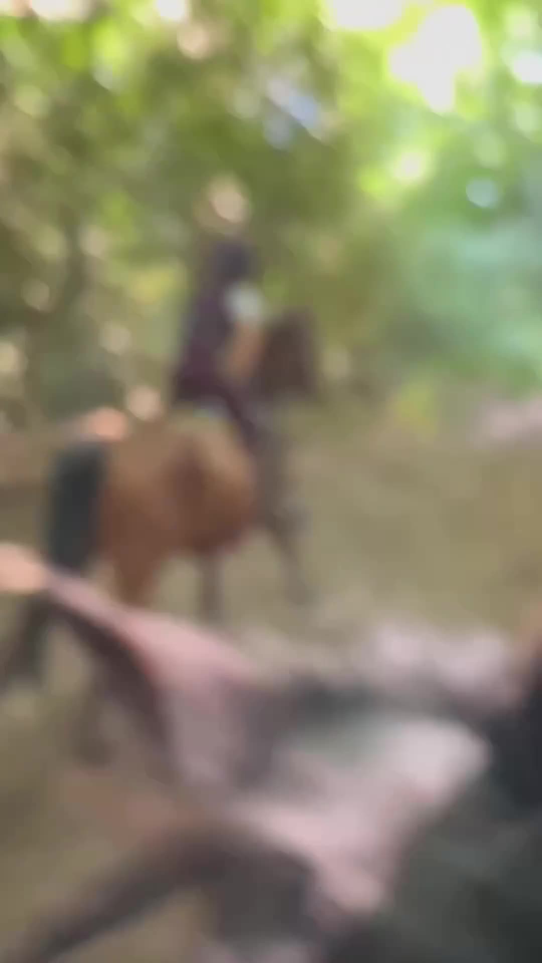 Irish Sports horses for sale: big beautiful bay 🥰 - Video 1