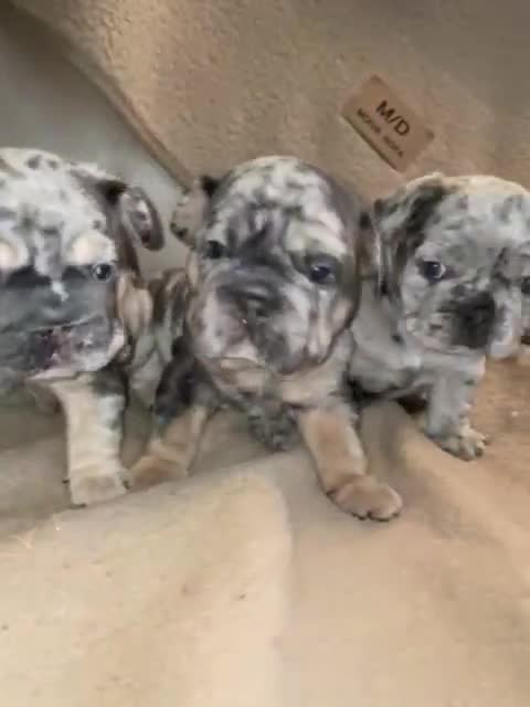 French Bulldog dogs for sale: Only 3 boys left, 5⭐️KC frenchies carrying fluffy  - Video 1