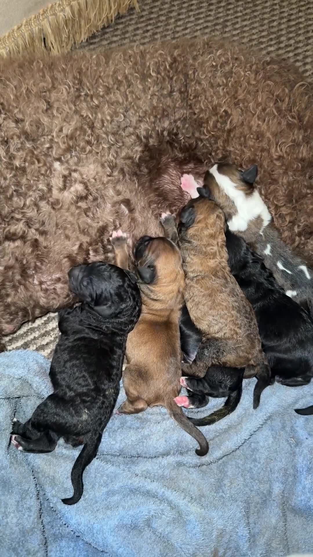 Bernedoodle dogs for sale: Stunning bernedoodle pups puppies  - Video 1