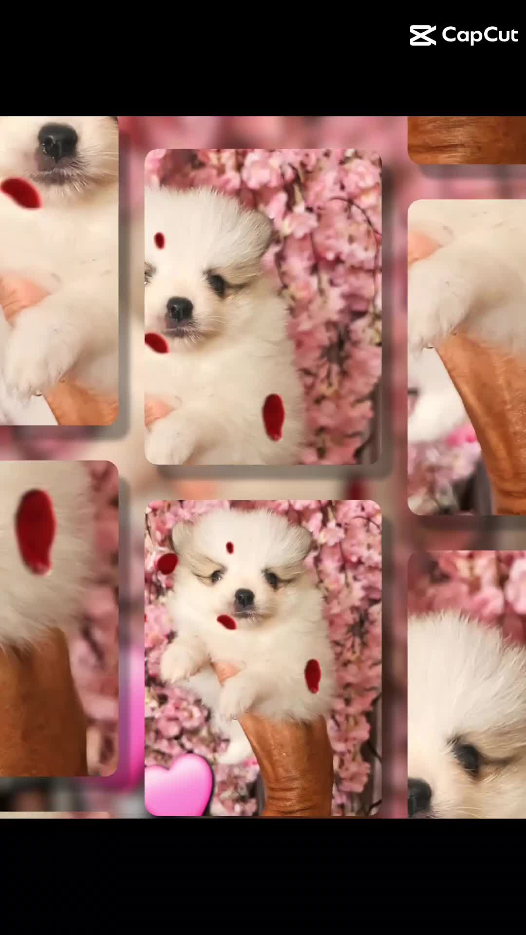 Pomeranian dogs for sale: Waaaaw #SUPERB #POMERANIAN's - Video 1