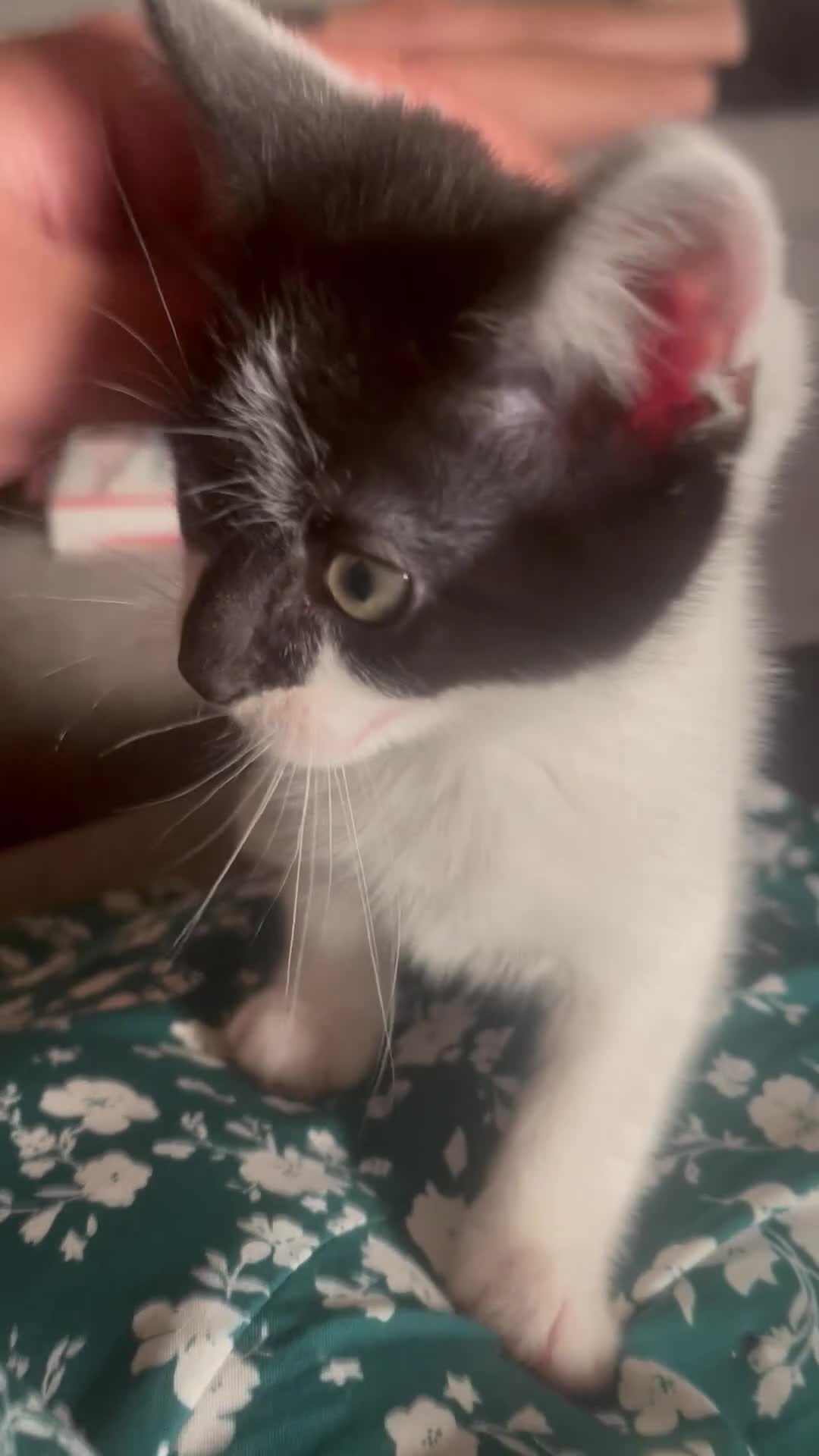 Mixed Breed cats for sale: beautiful friendly male kittens - Video 1
