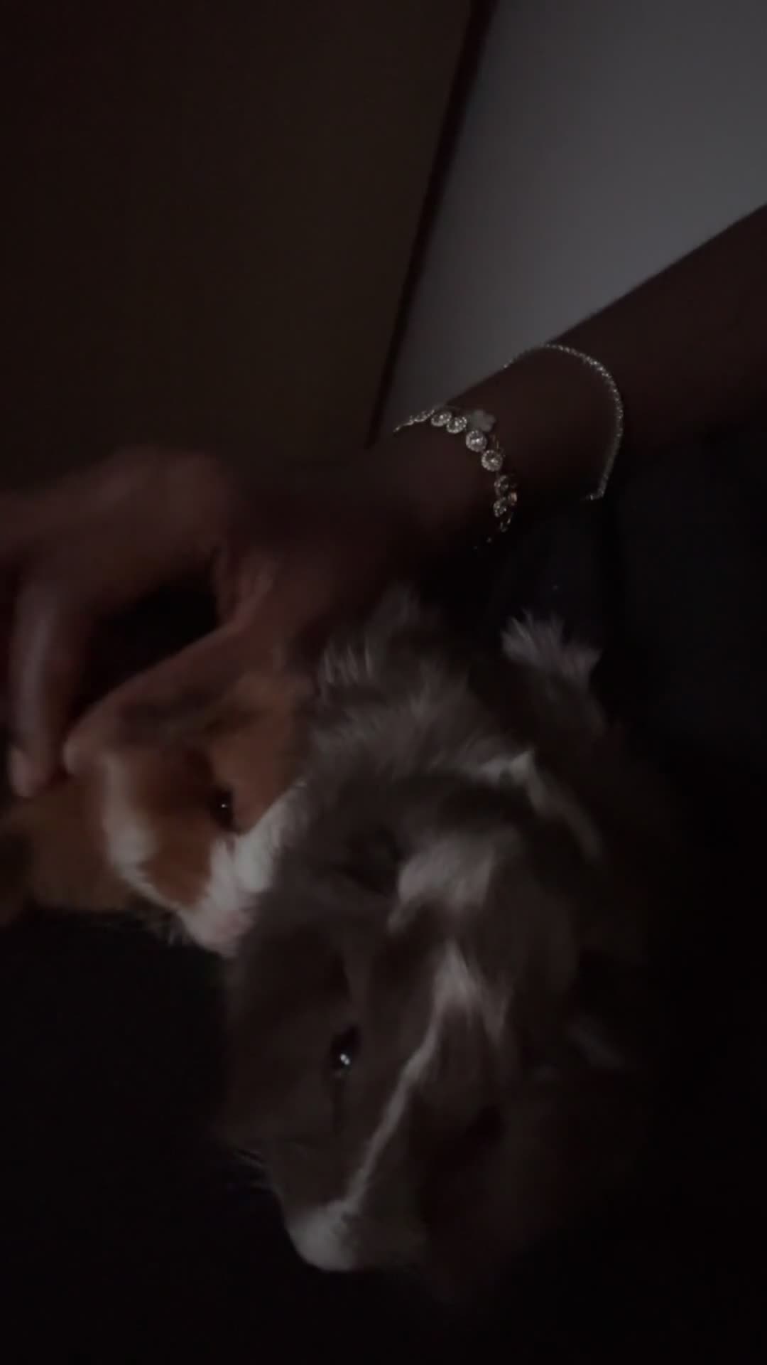 Guinea Pig rodents for sale: 2 Guinea PigsFull Setup(Cage,Hay,Food,Accessories) in London - Video 1