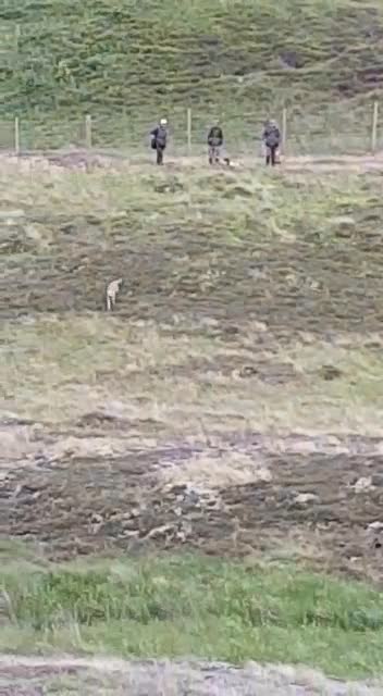 Labrador Retriever dogs for stud: Field Trial Champion Dark Yellow Labrador in Kinross - Video 1