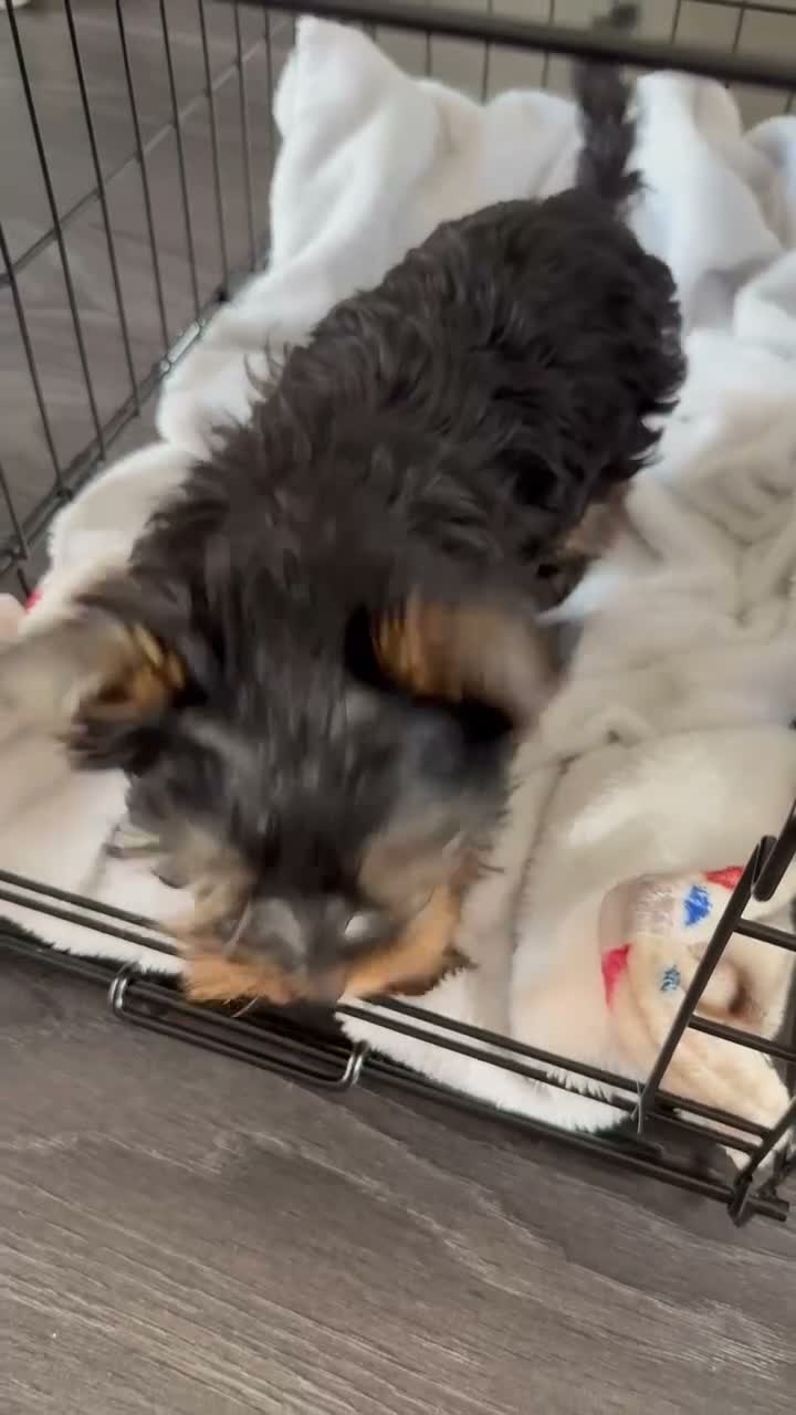Yorkshire Terrier dogs for sale: 🐶 Beautiful Yorkshire Terrier Puppy 🐾 in Burton-on-Trent - Video 1
