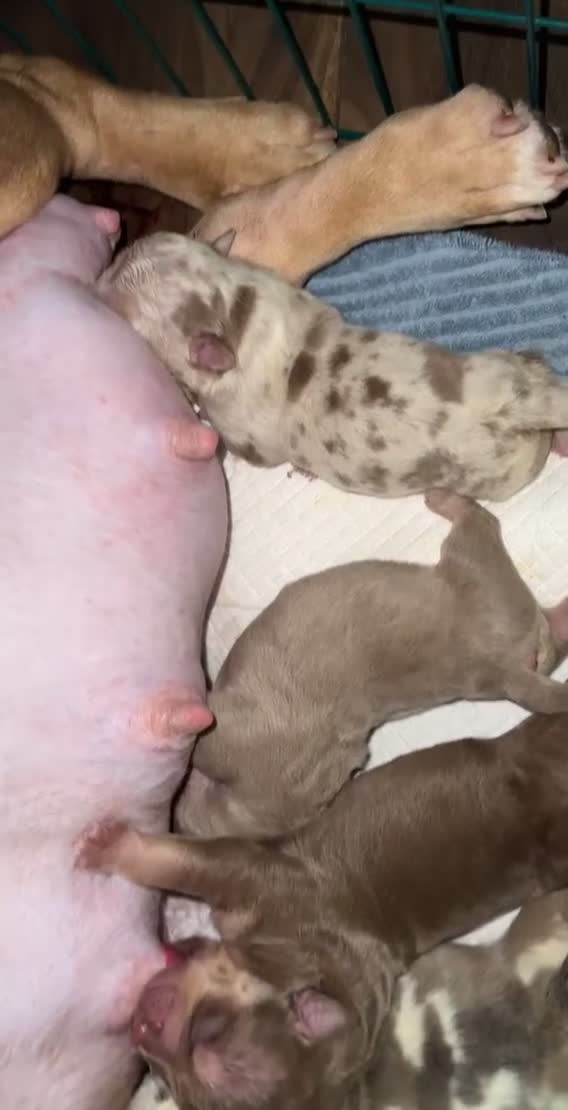 American Bully dogs for sale: Beautiful litter of 5 pocket bullies  - Video 1
