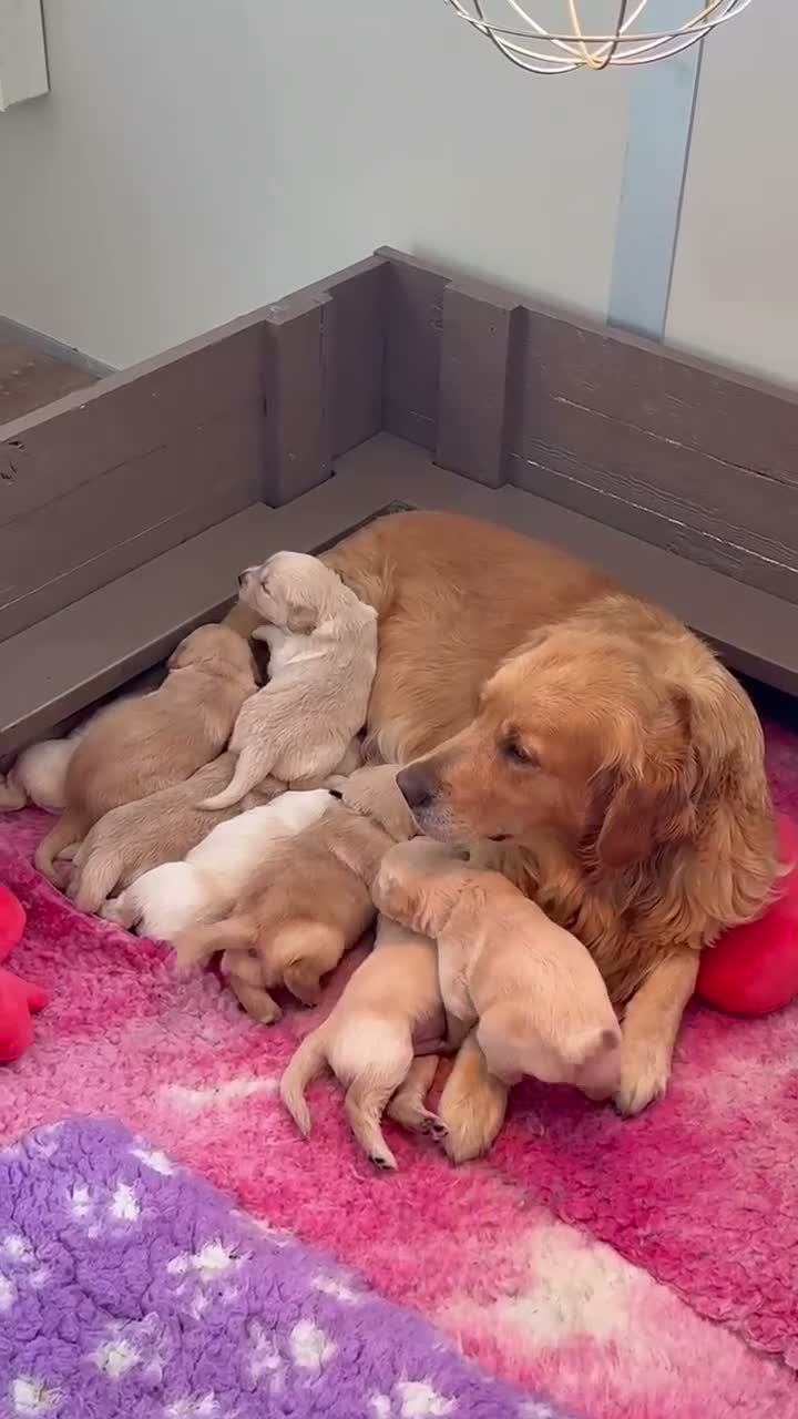 Golden Retriever dogs for sale: Golden Retriever Puppies - Video 1