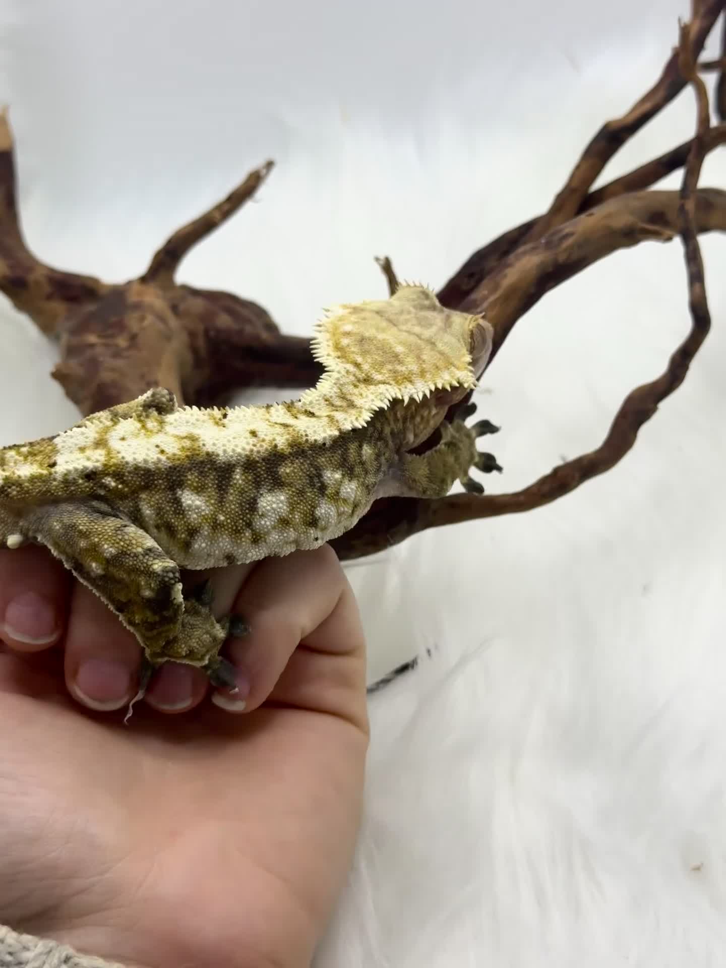 Gecko reptiles for sale: Male snowflake crested Gecko - Video 1