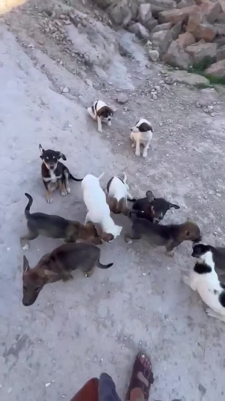Mixed Breed dogs for sale: Mixed breed - Video 1