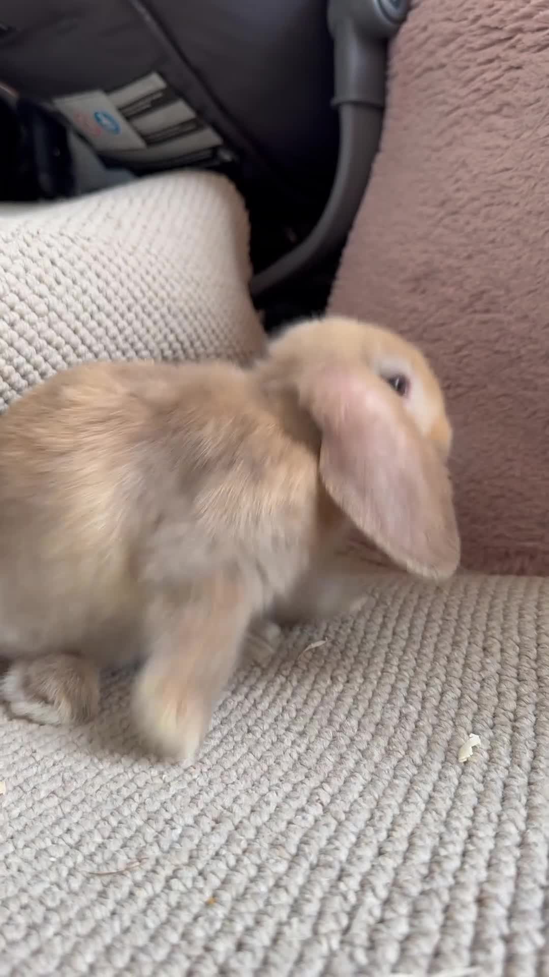 Mini Lop rabbits for sale: ⭐️Vm chocolate harlequin boy mini lop ⭐️ - Video 1