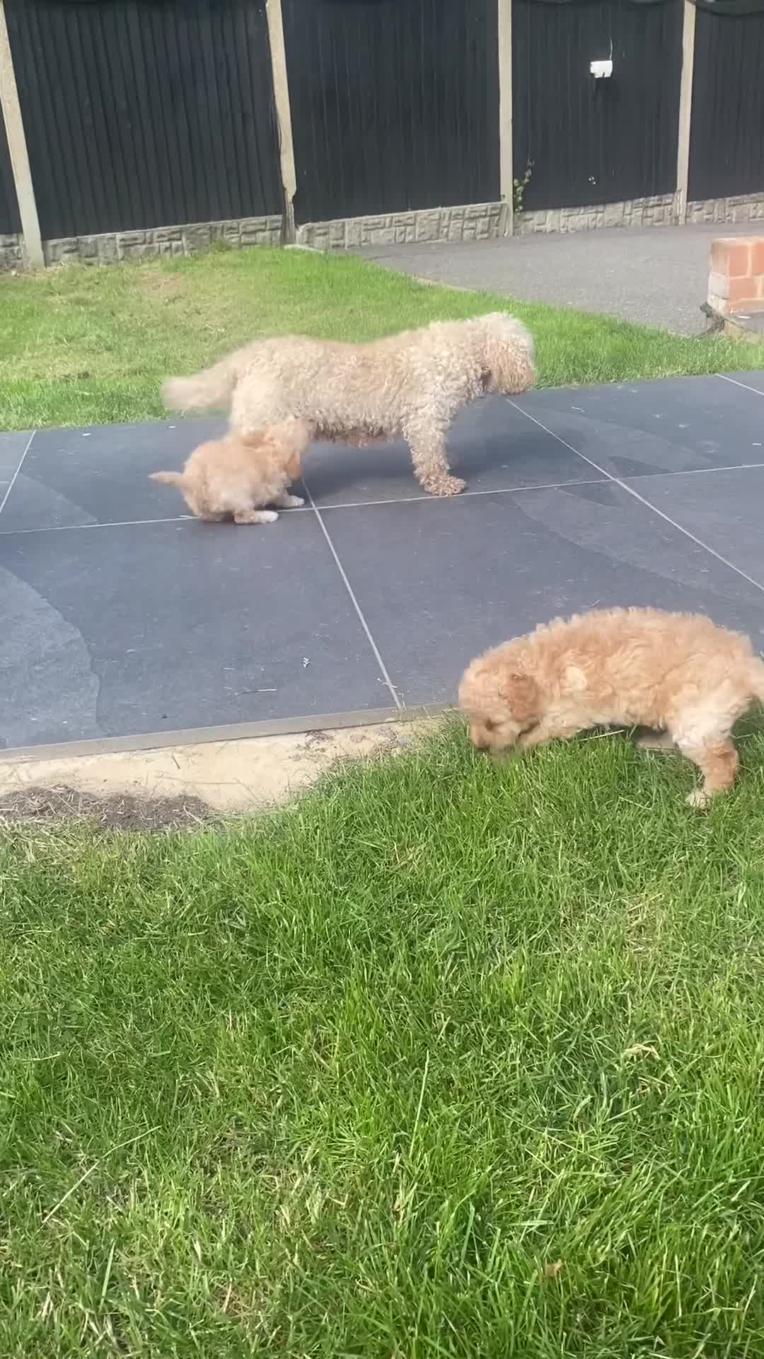 Toy Poodle dogs for sale: 🩷 Beautiful Toy Poodle Puppies 🩵 - Video 2
