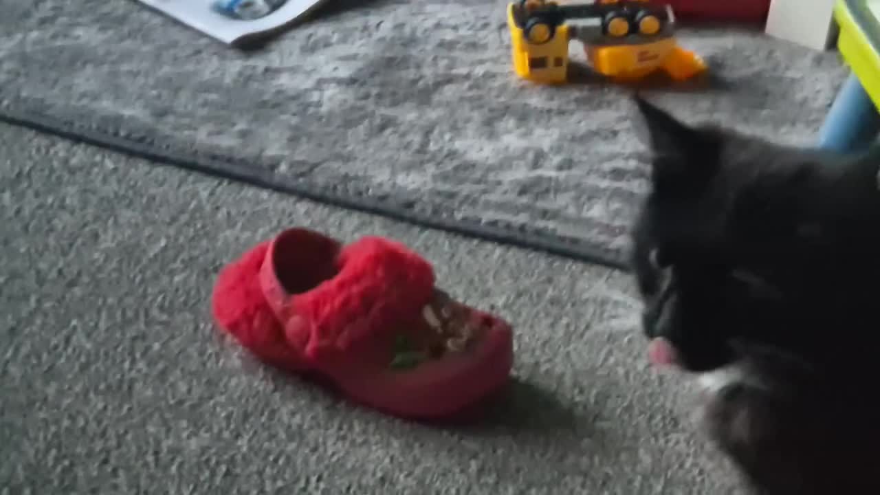 Mixed Breed cats for sale: 4 black and white kittens - Video 1