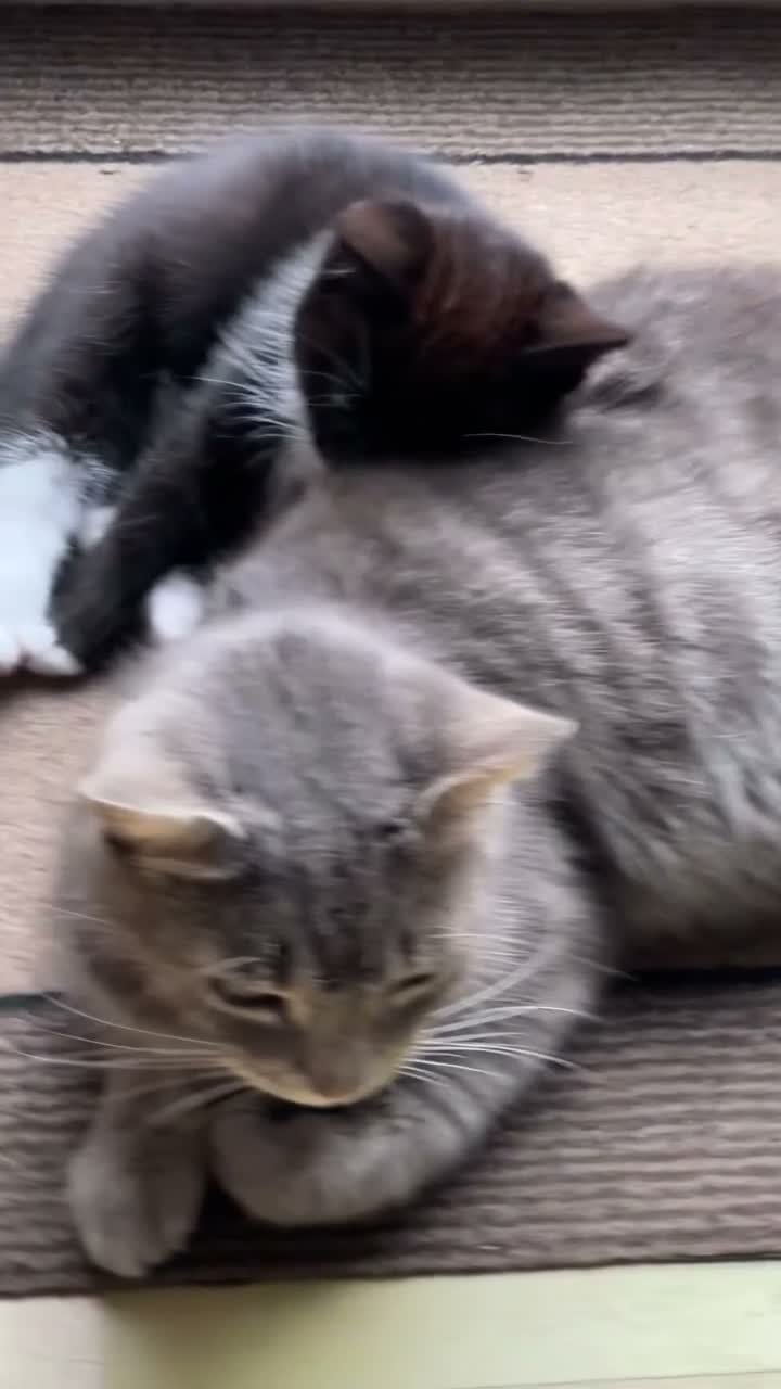 Mixed Breed cats for sale: 1 Beautiful Black & White Female Kitten Left  - Video 2