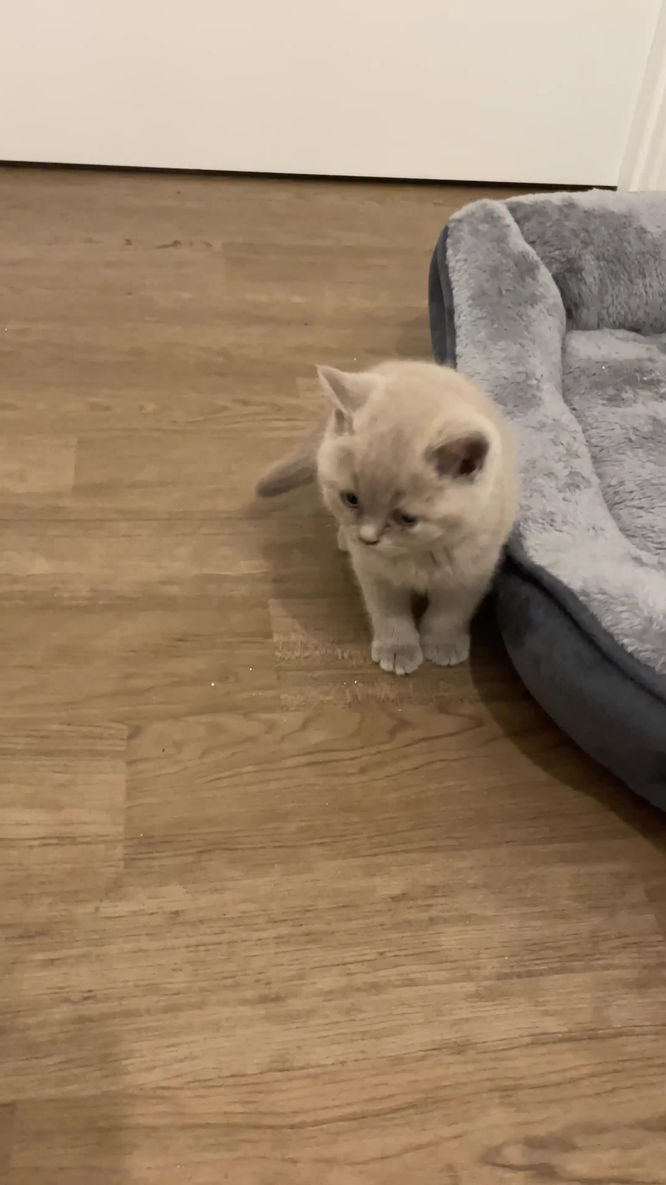 British Shorthair cats for sale: Pedigree British shorthair kittens  - Video 1