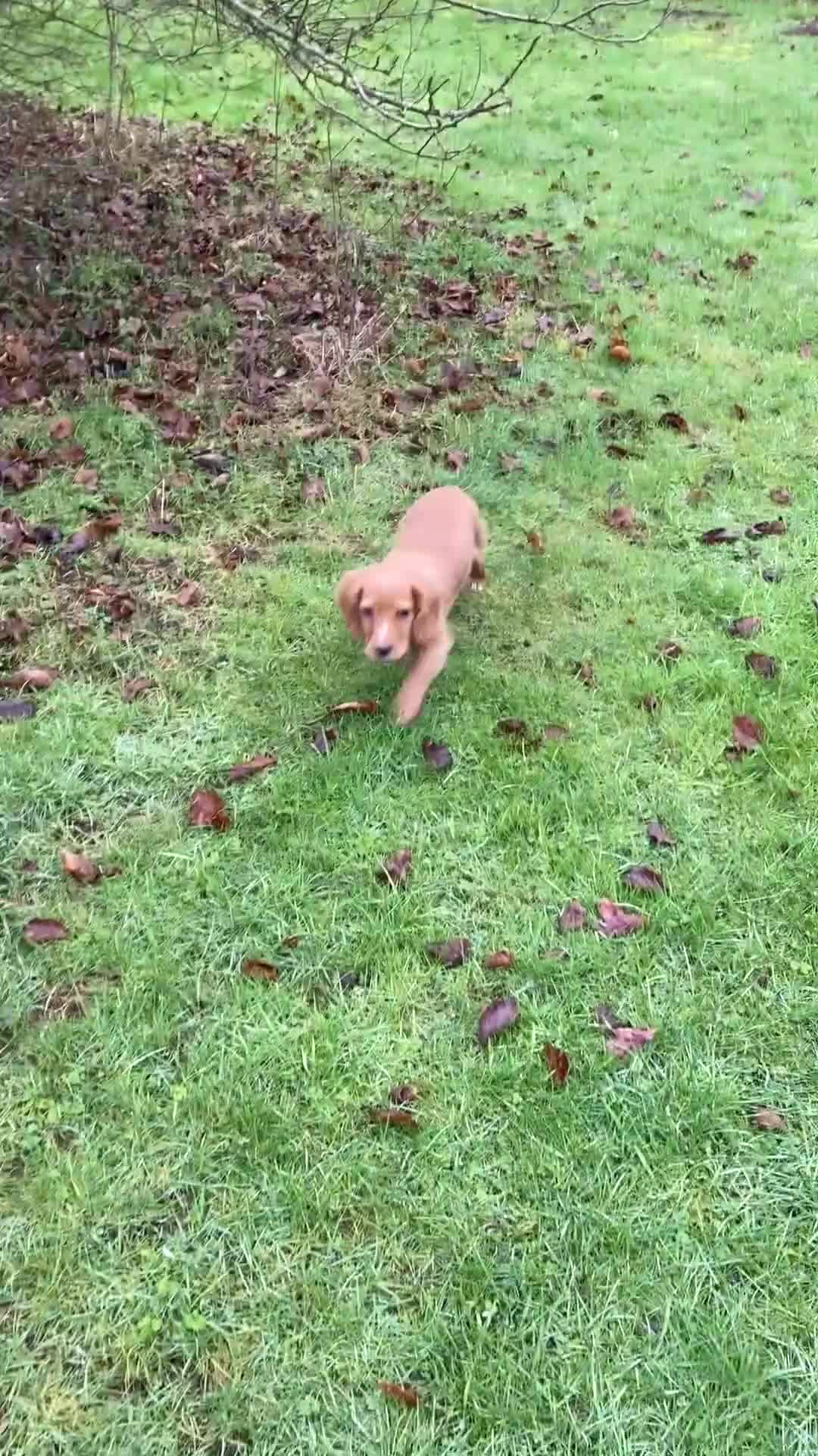 Cocker Spaniel dogs for sale: Beautiful golden boy  - Video 2