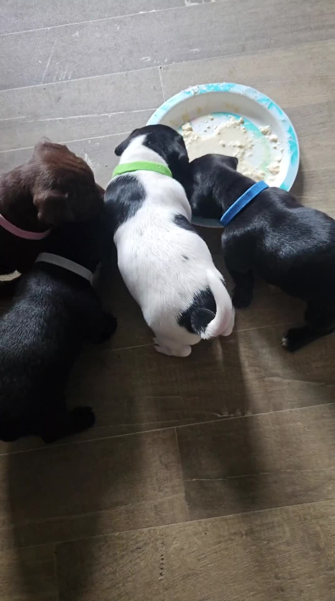 Patterjack dogs for sale: patterjack puppies 3 boys 2 girls  - Video 1