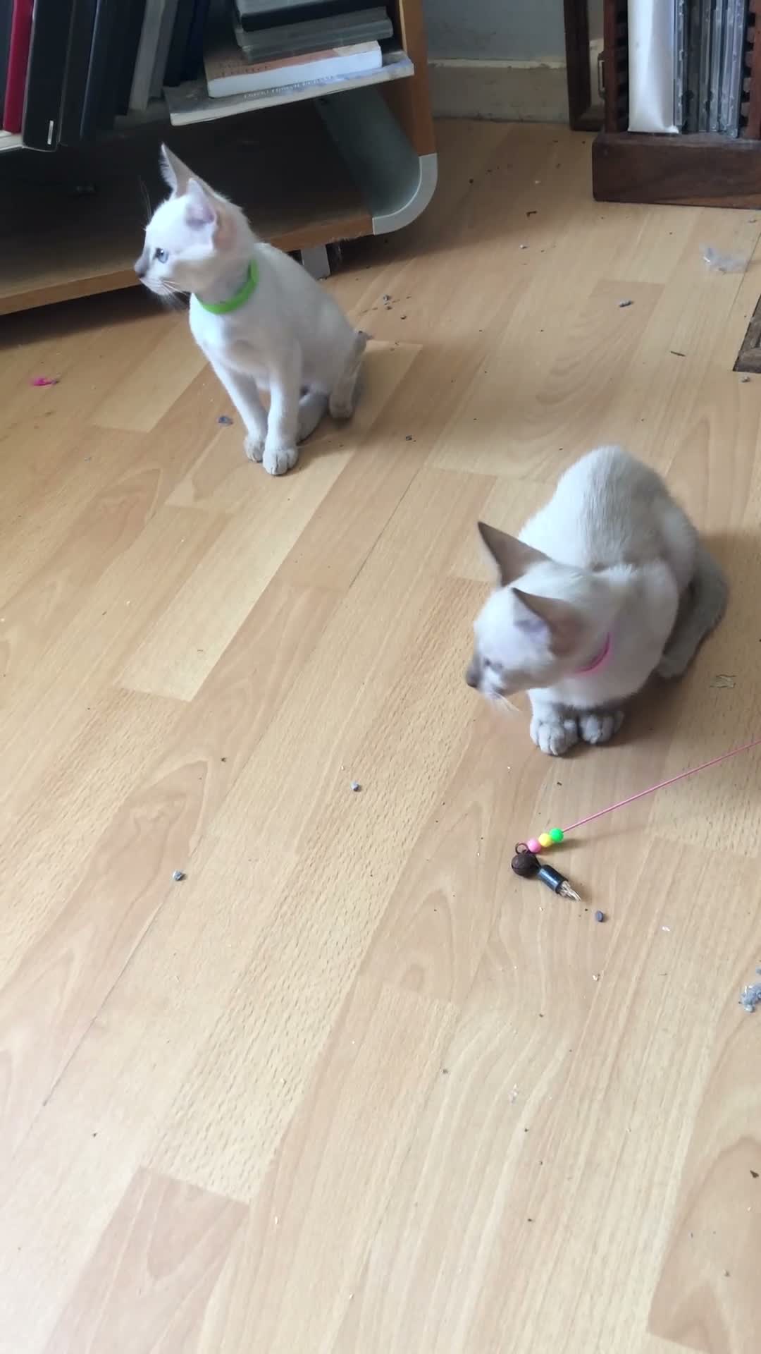 Tonkinese cats for sale: Adorable, Tonkinese kittens.   - Video 2
