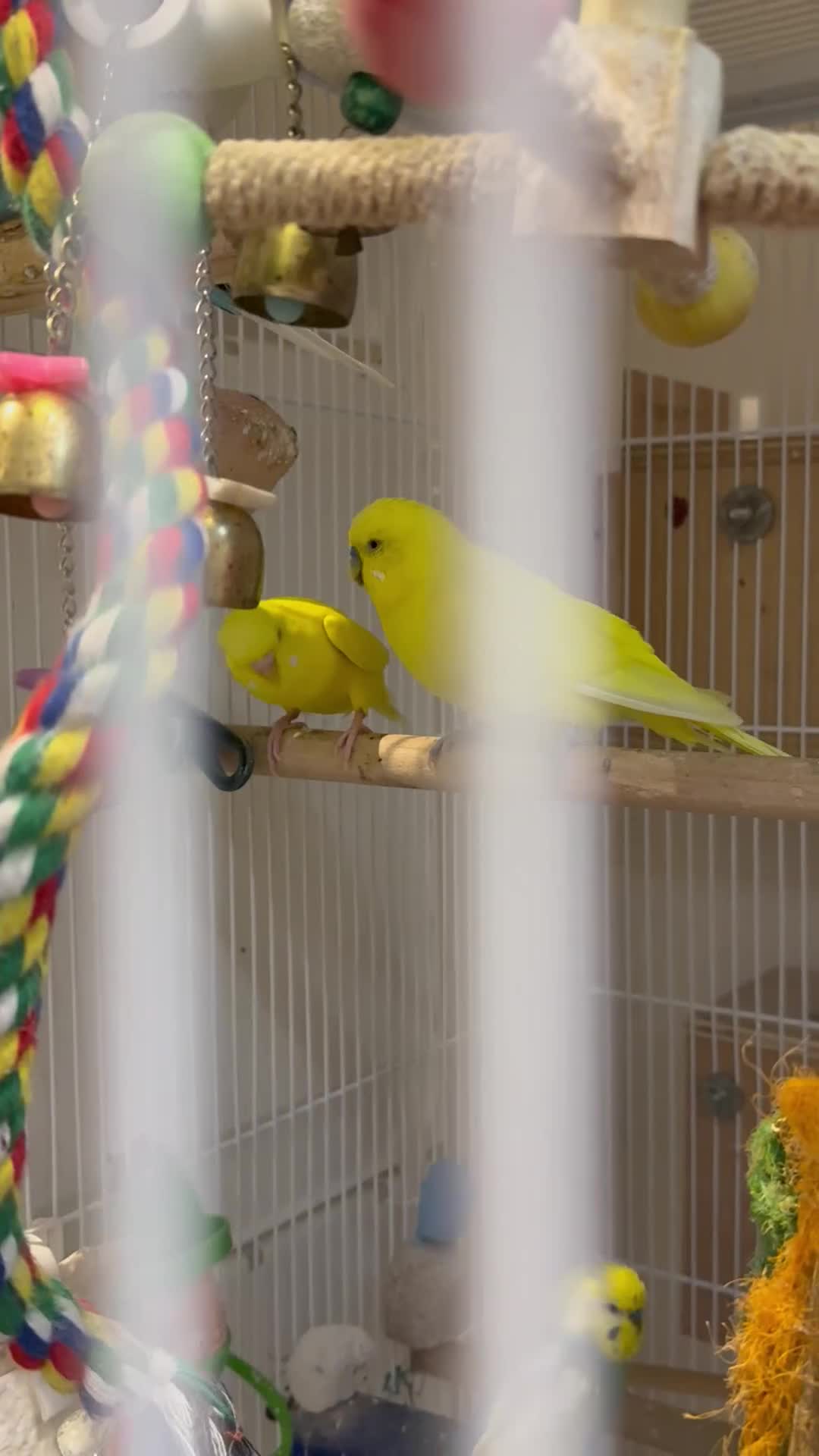 Budgerigars birds for sale: Bonded pair of beautiful yellow budgies  - Video 1