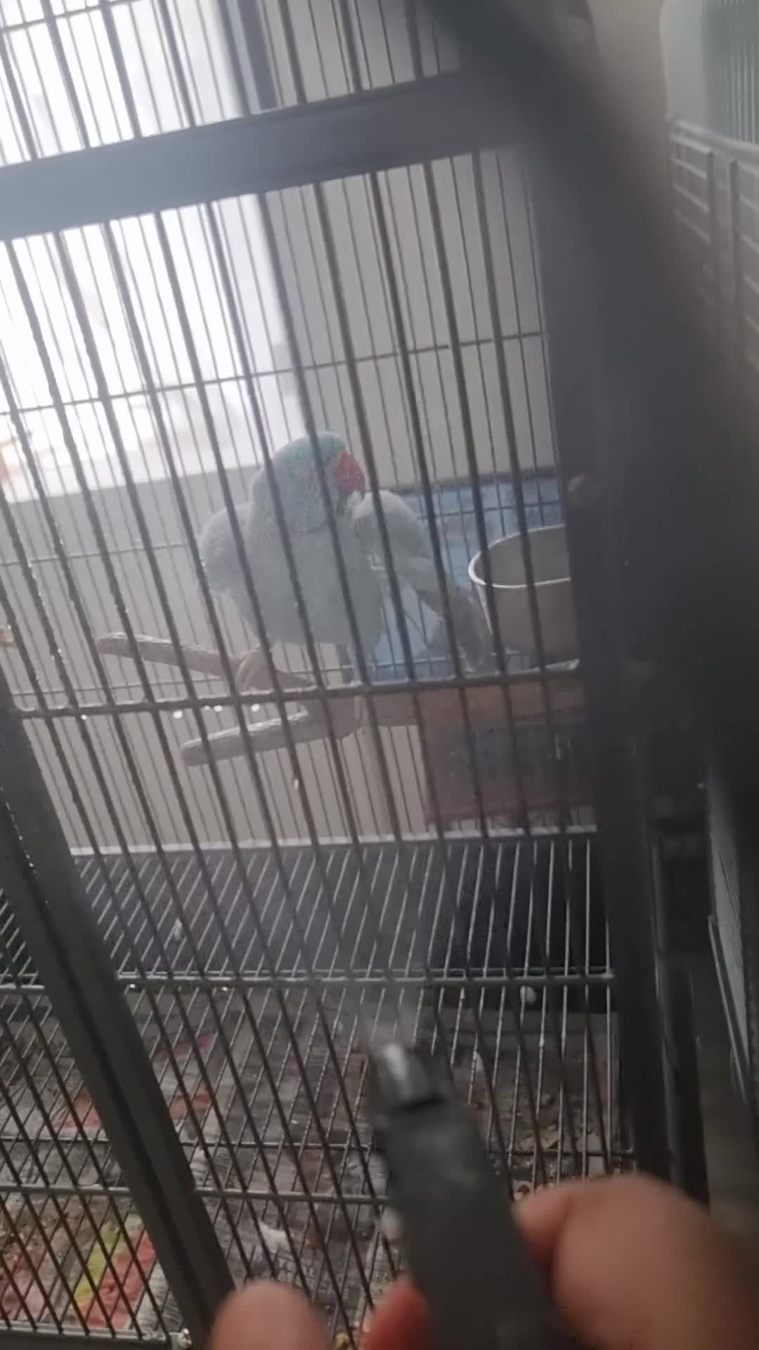 Ringnecks birds for sale: Beautiful blue ringneck tame talking parrot  - Video 2