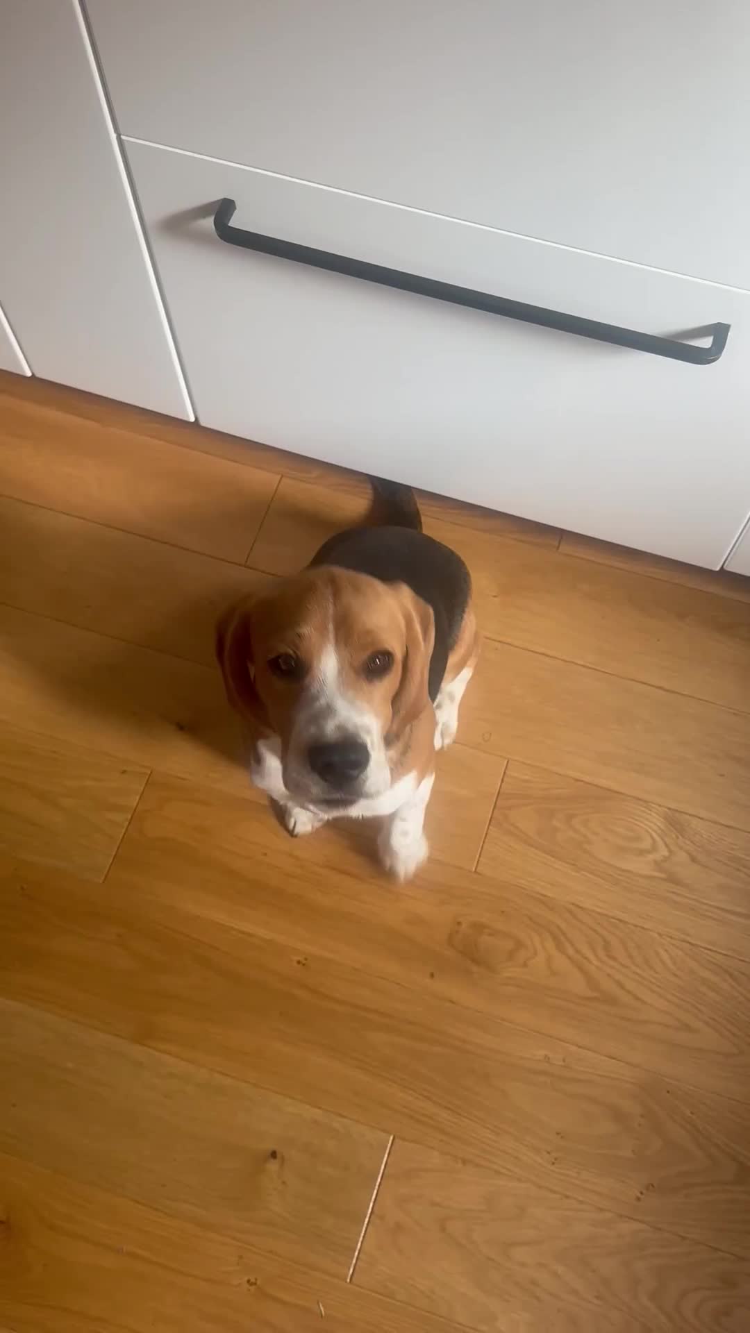 Beagle dogs for sale: Beautiful boy Beagle nearly 6 months old  - Video 1