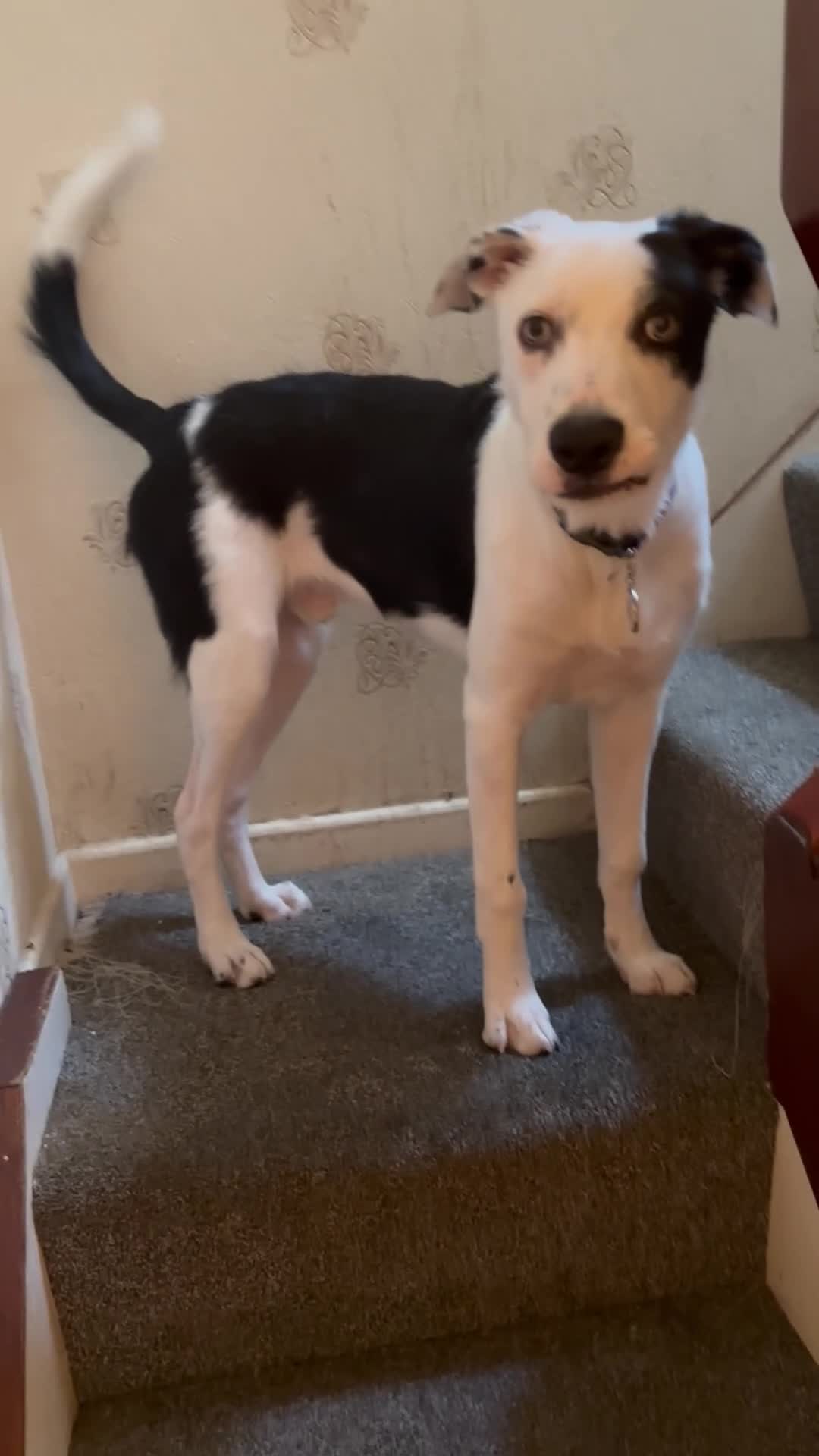 Mixed Breed dogs for sale: Collie Mix - Video 1