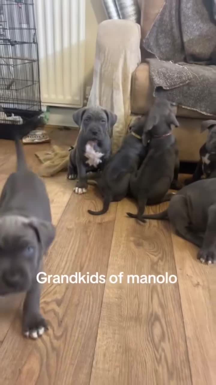 Cane Corso dogs for sale: Cerberus champion bloodline cane corso - Video 4