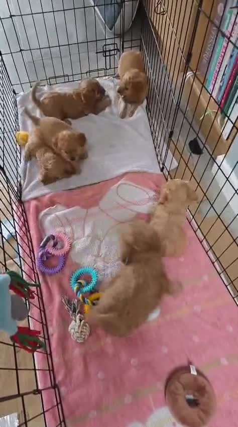 Cavapoo dogs for sale: 6 Beautiful Toy Cavapoo Girls  - Video 3