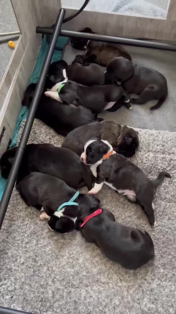 Mixed Breed dogs for sale: Puppies for sale  - Video 2