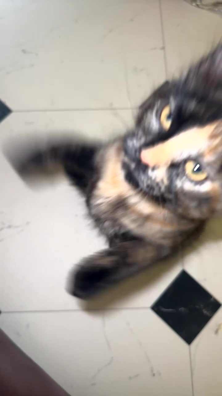 Mixed Breed cats for sale: Female cat for rehoming - Video 3