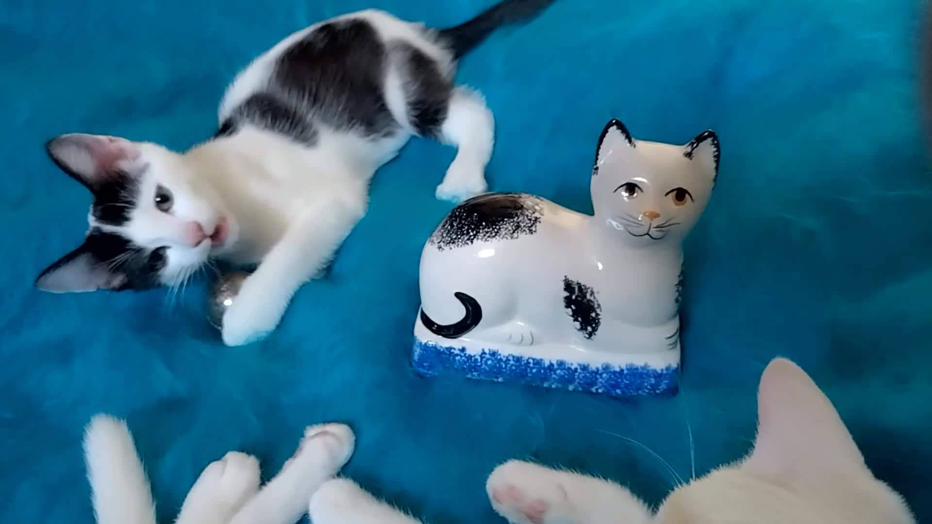 Mixed Breed cats for sale: Turkish Angora mix kittens - Video 2