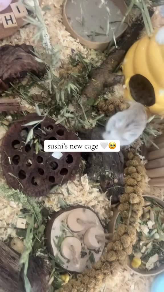 Hamster rodents for sale: Russian dwarf hamster  in Rowlands Gill - Video 1
