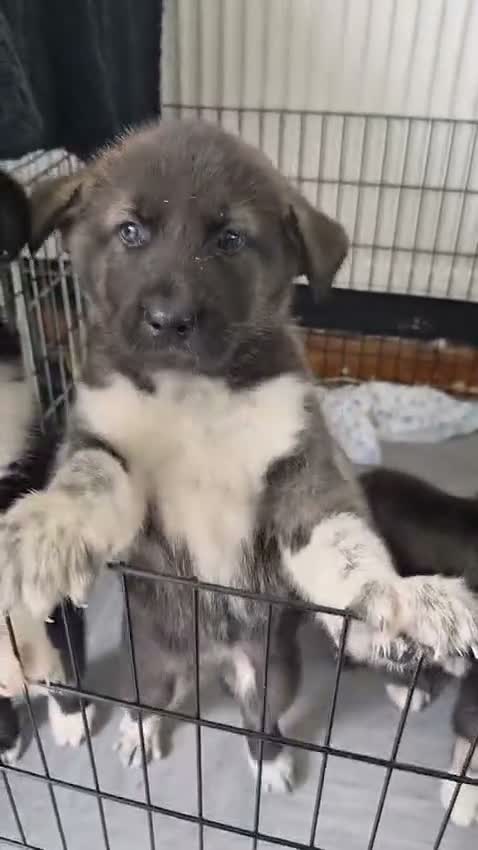 Huskita dogs for sale: 2 Adorable Huskitas - Video 2