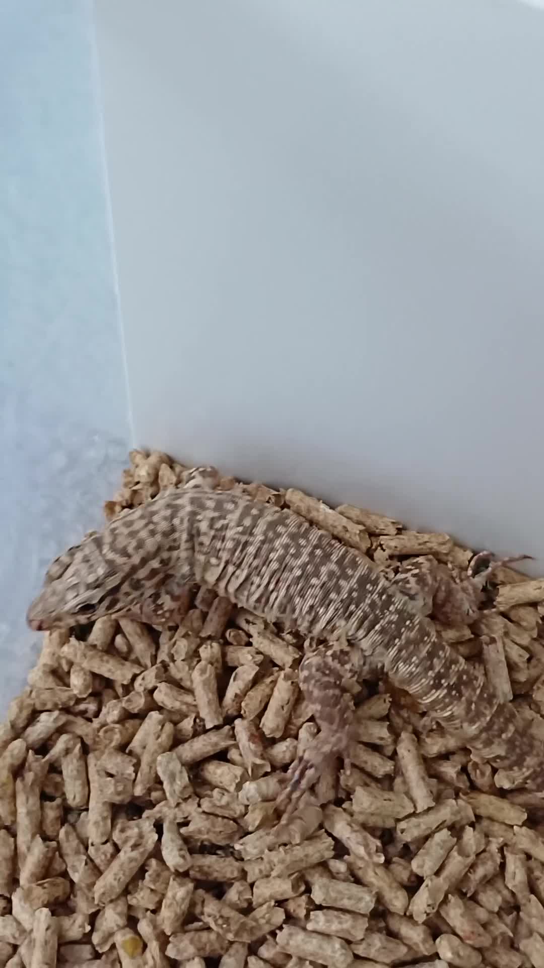 Lizard reptiles for sale: Red tegu  - Video 1