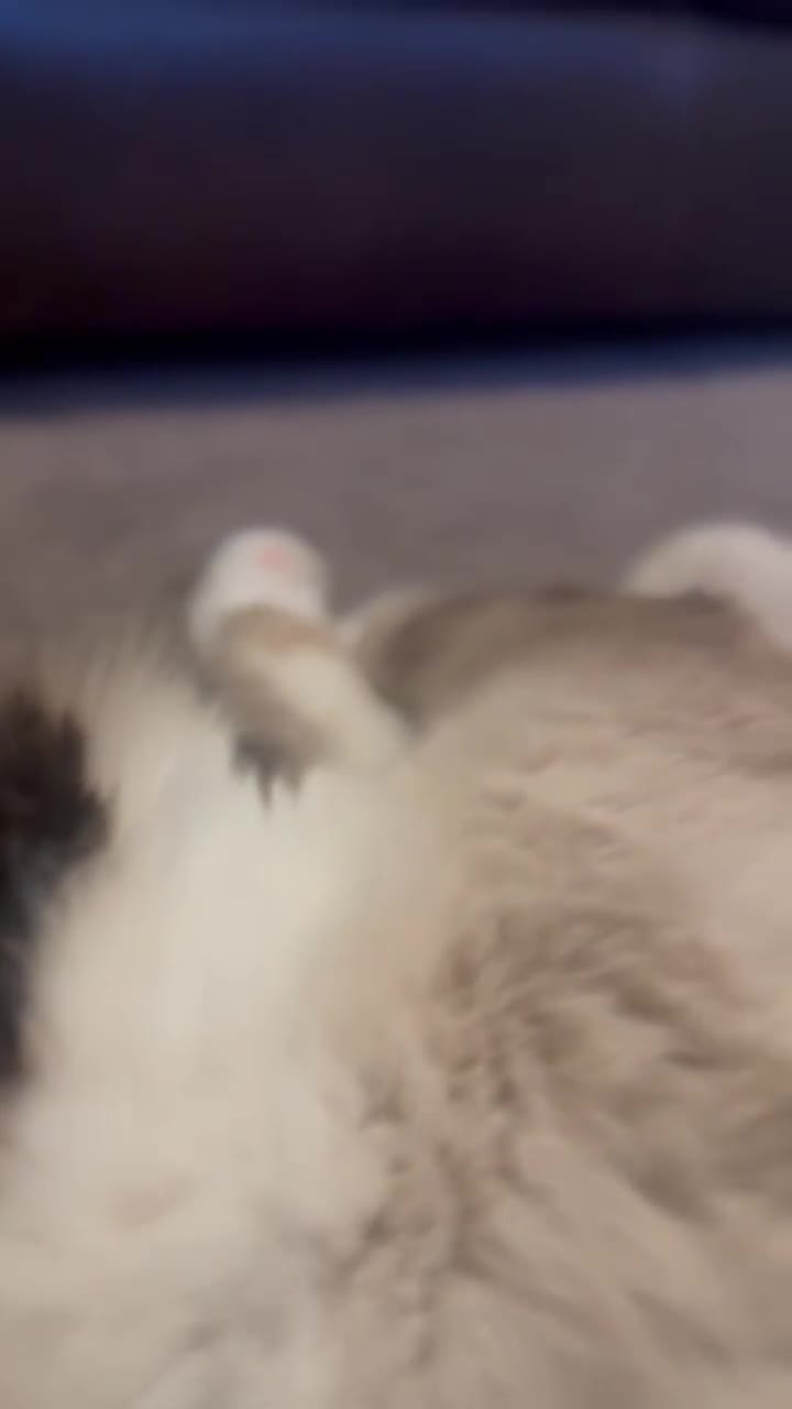 Ragdoll cats for sale: Dreamy Purebred Ragdoll Kittens - Video 1