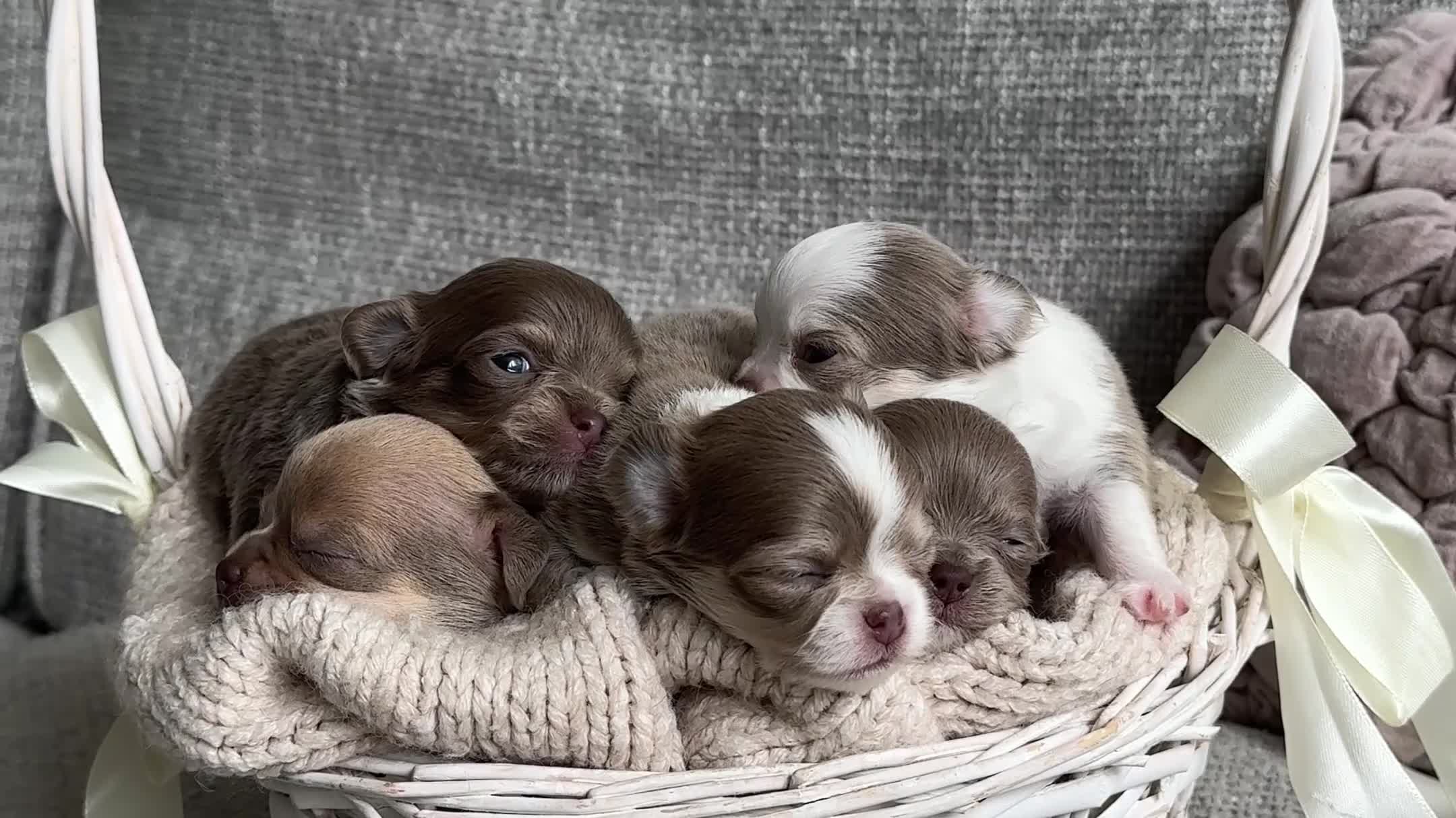 Chihuahua dogs for sale: 🐾🩶 OUTSTANDING litter of EXCEPTIONAL Chihuahuas - Video 2