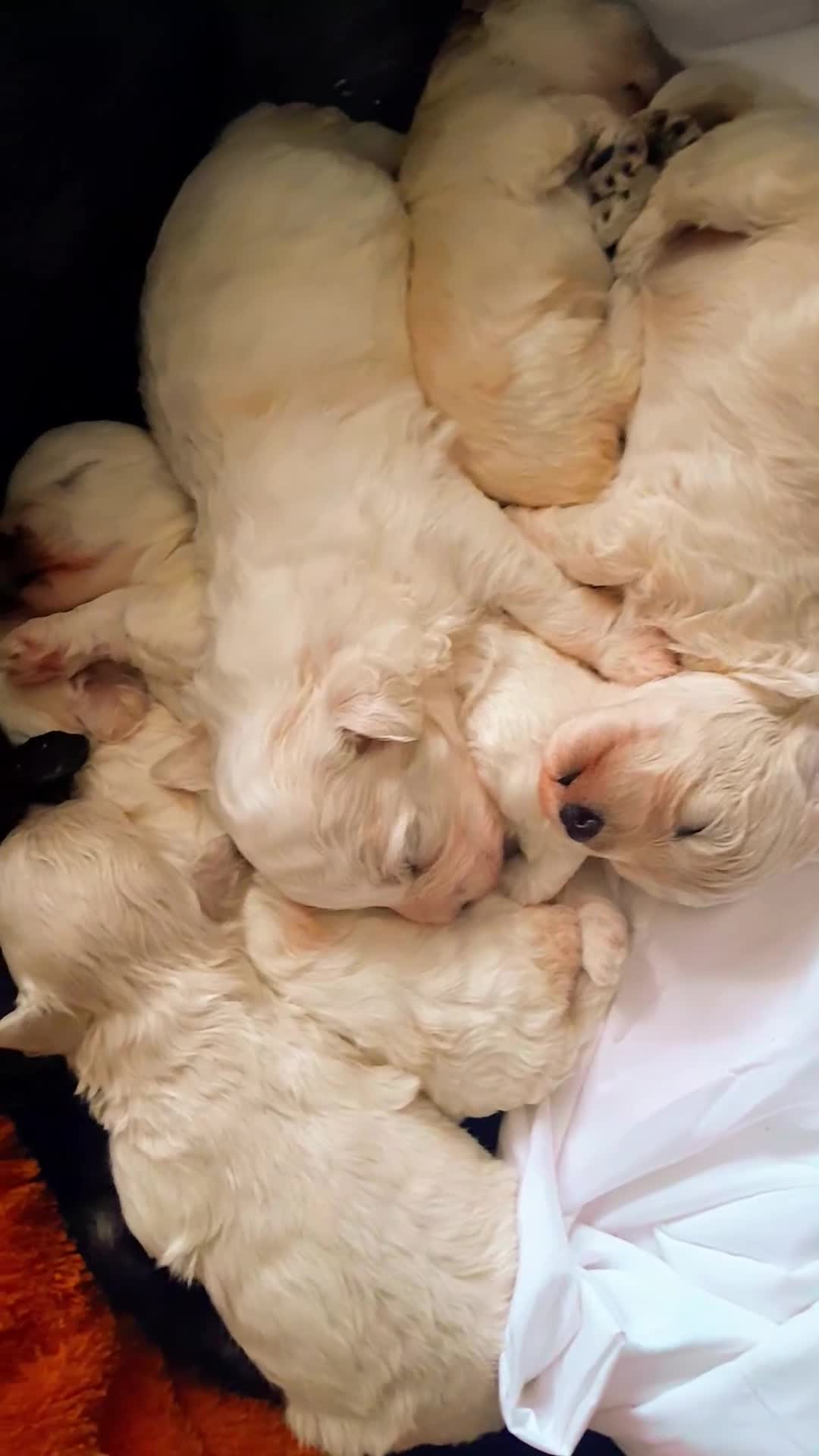 Maltipoo dogs for sale: HEALTH TESTED QUALITY F1 TOY MALTIPOO PUPPIES🩷  - Video 3