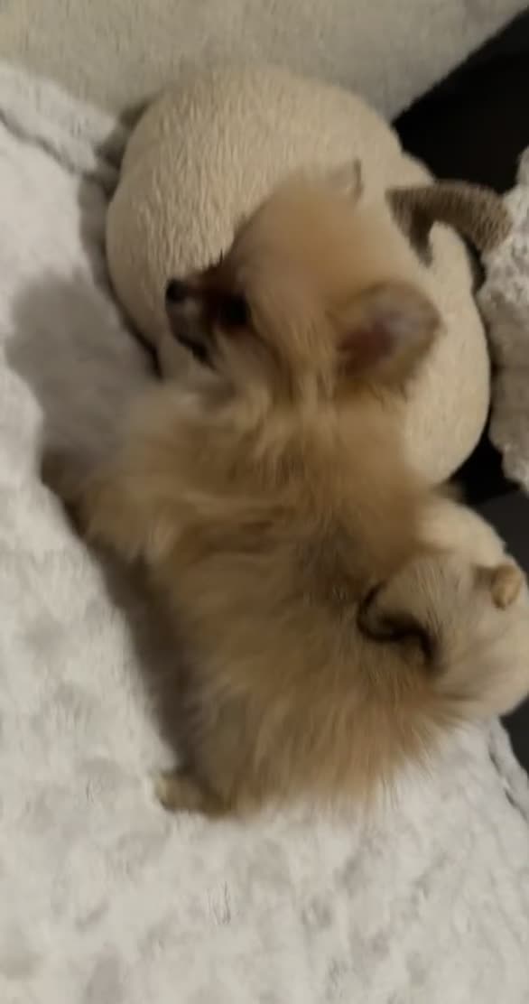 Pomeranian dogs for sale: Pomeranian Boy🩵 in Yeovil - Video 1