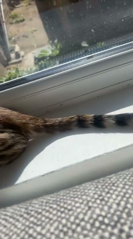 Bengal cats for sale: Full Breed Brown Bengal - Boy  - Video 1