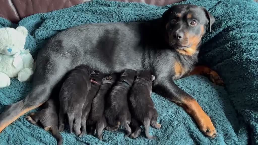 Rottweiler dogs for sale: Outstanding rottweiler puppies - Video 2