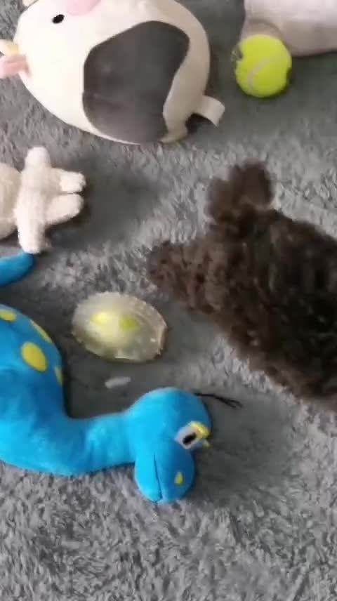 Cavapoo dogs for sale: Waitlist Jan/Feb 26.  F1B Cavapoo. Health Tested  - Video 1