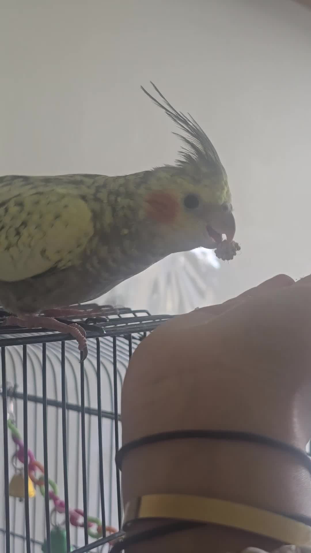 Cockatiels birds for sale: 2 young cockatiel for sale - Video 1