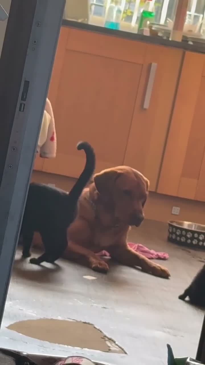 Domestic Shorthair cats for sale: Black kittens  - Video 1