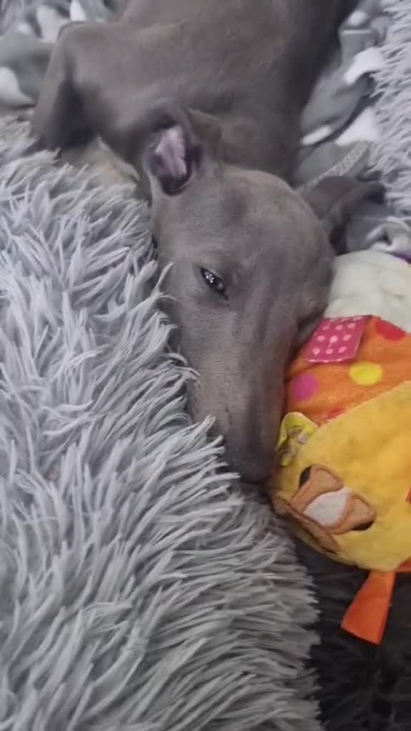 Whippet dogs for sale: Beautiful blue pedigree whippets  - Video 1