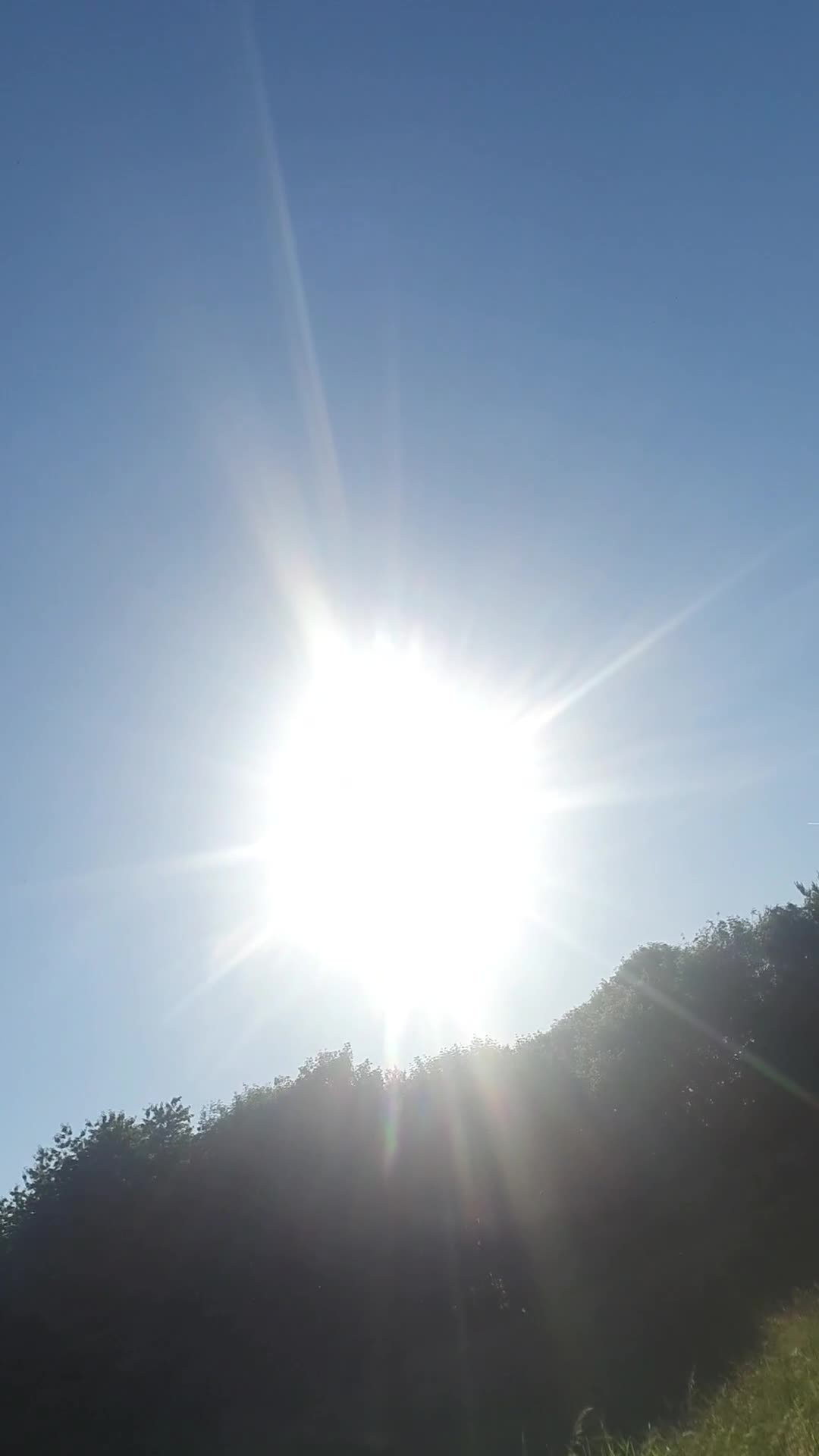 Mixed Breed dogs for sale: Loving Dog Looking for a Forever Home! - Video 3