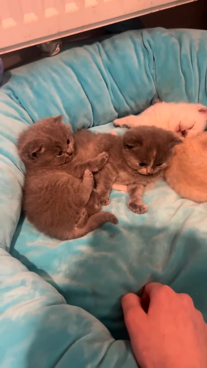 British Shorthair cats for sale: Beautiful British shorthair kittens  in Ruthin - Video 3