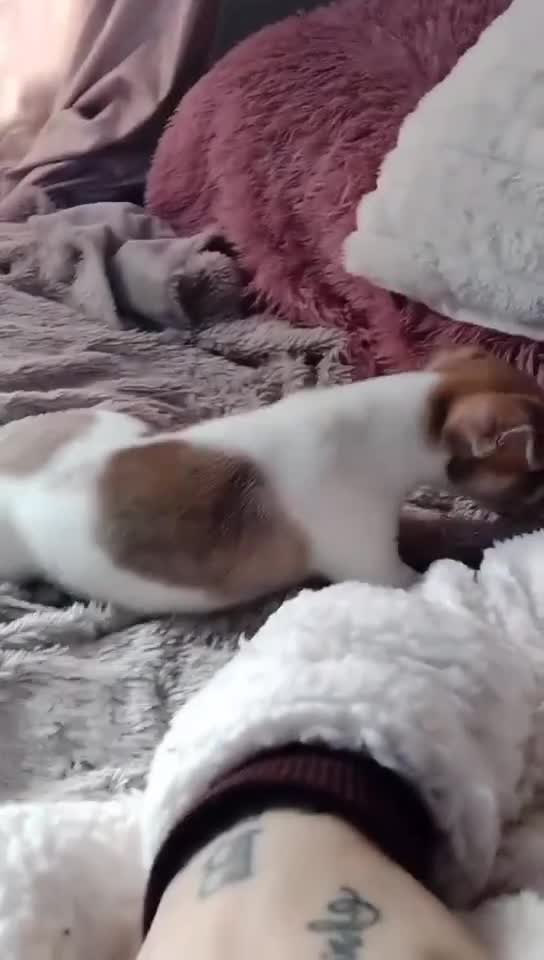 Chihuahua dogs for sale: Ready 4th november - Video 2