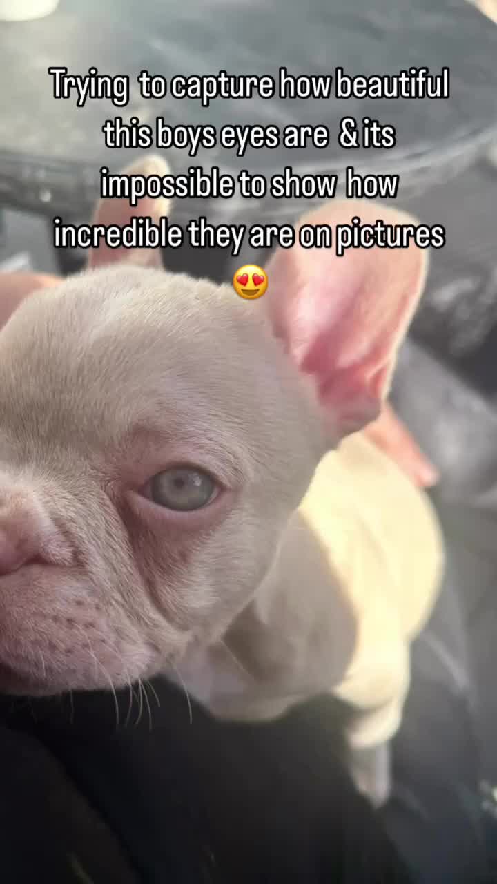 French Bulldog dogs for sale: Ebou x from highly tested Parents - Video 1