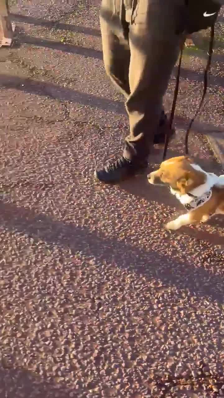 Mixed Breed dogs for adoption: Meatball for adoption - Video 1